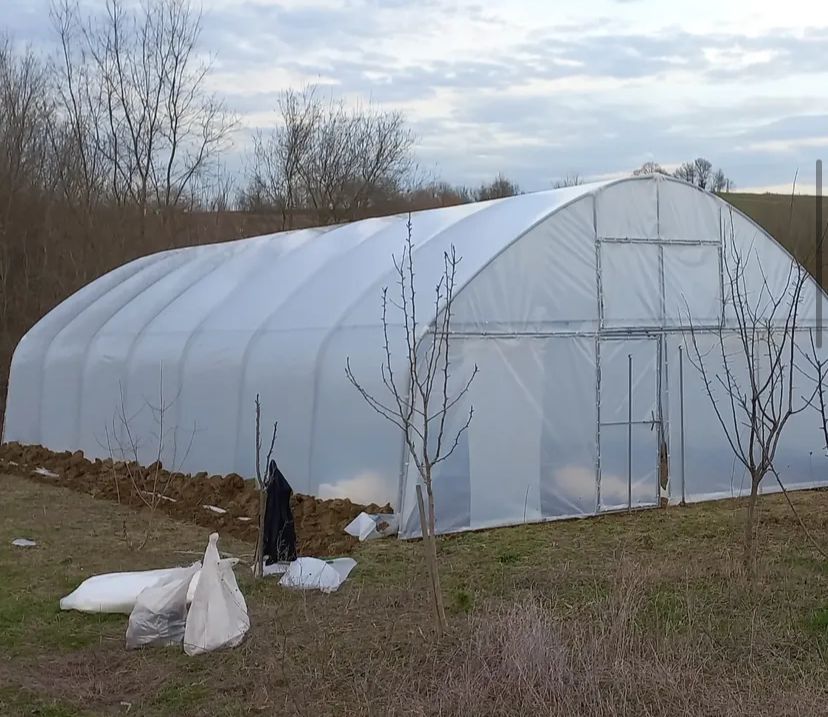 Zyn Tingöz Seracılık